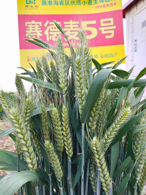 中国前十小麦新品种？中国前十小麦新品种图片？-第7张图片-优品飞百科