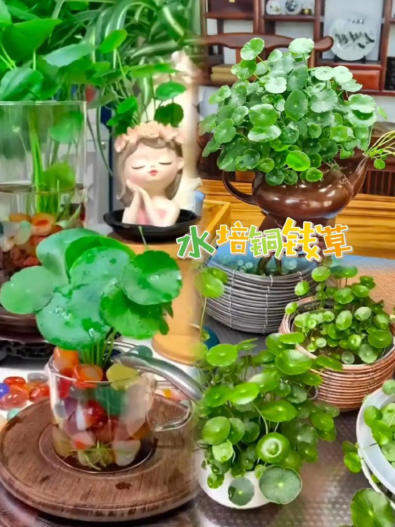 金钱草土培怎么养，金钱草用土养好吗