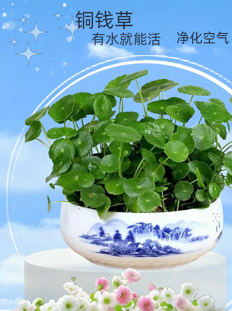 金钱草土培怎么养，金钱草用土养好吗-第2张图片-优品飞百科