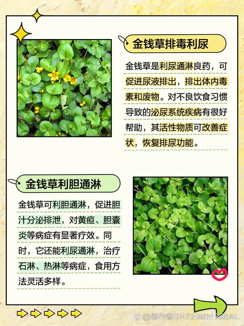 金钱草土培怎么养，金钱草用土养好吗-第4张图片-优品飞百科