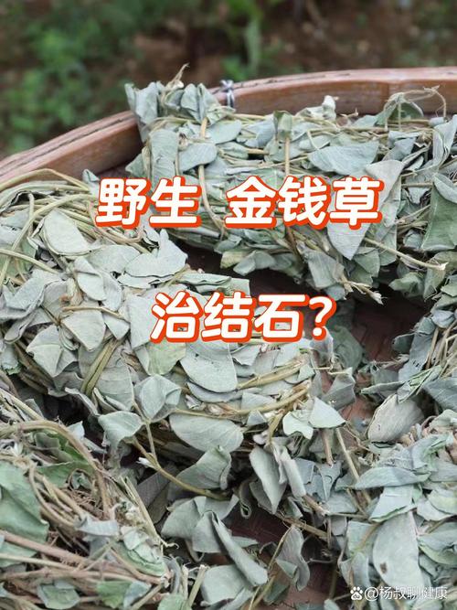 金钱草土培怎么养，金钱草用土养好吗-第5张图片-优品飞百科