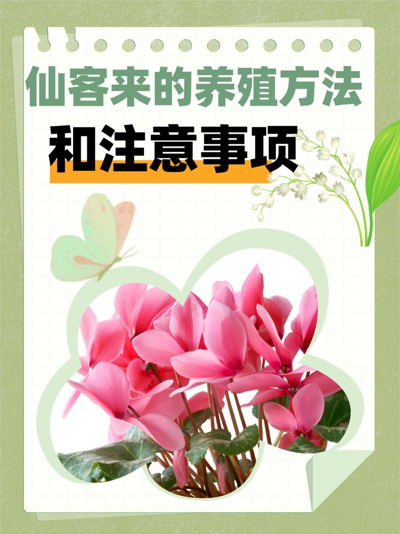 仙客来夏天怎么养？仙客来夏天养护？