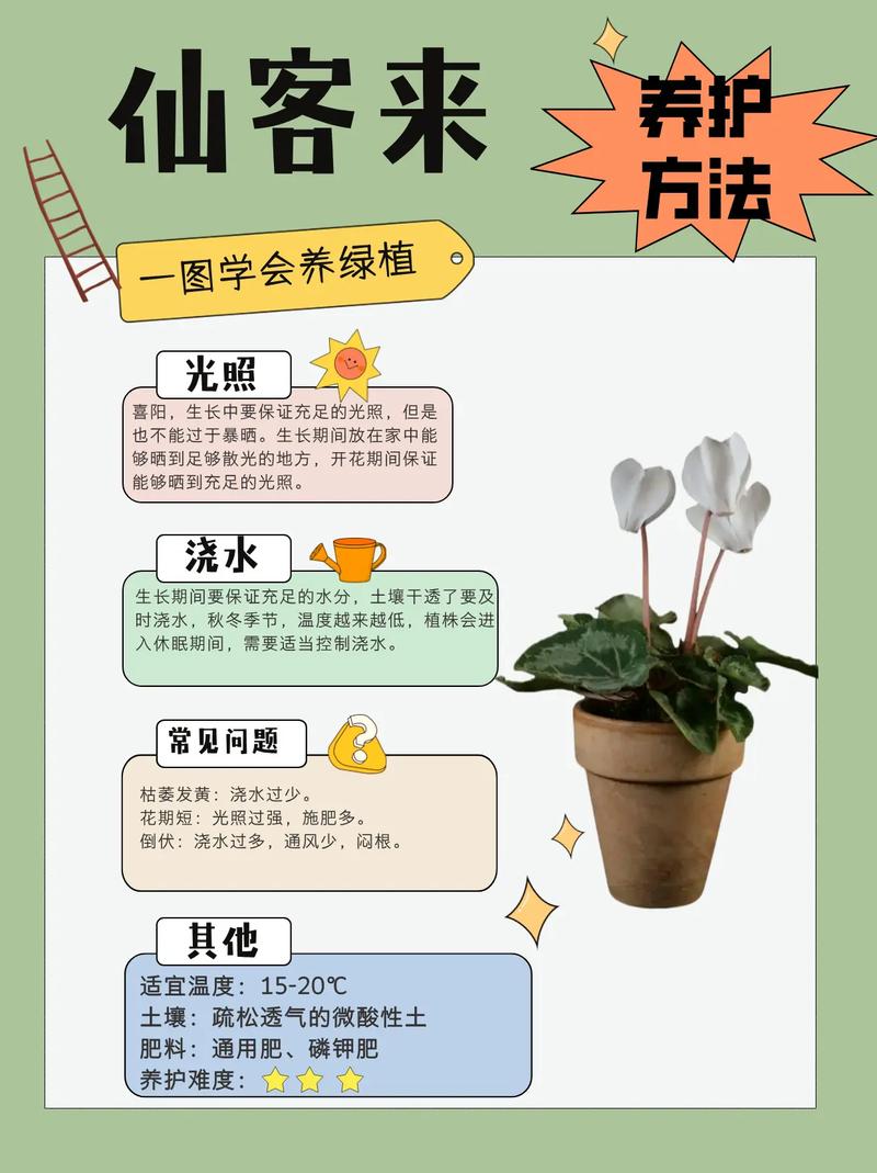 仙客来夏天怎么养？仙客来夏天养护？-第2张图片-优品飞百科