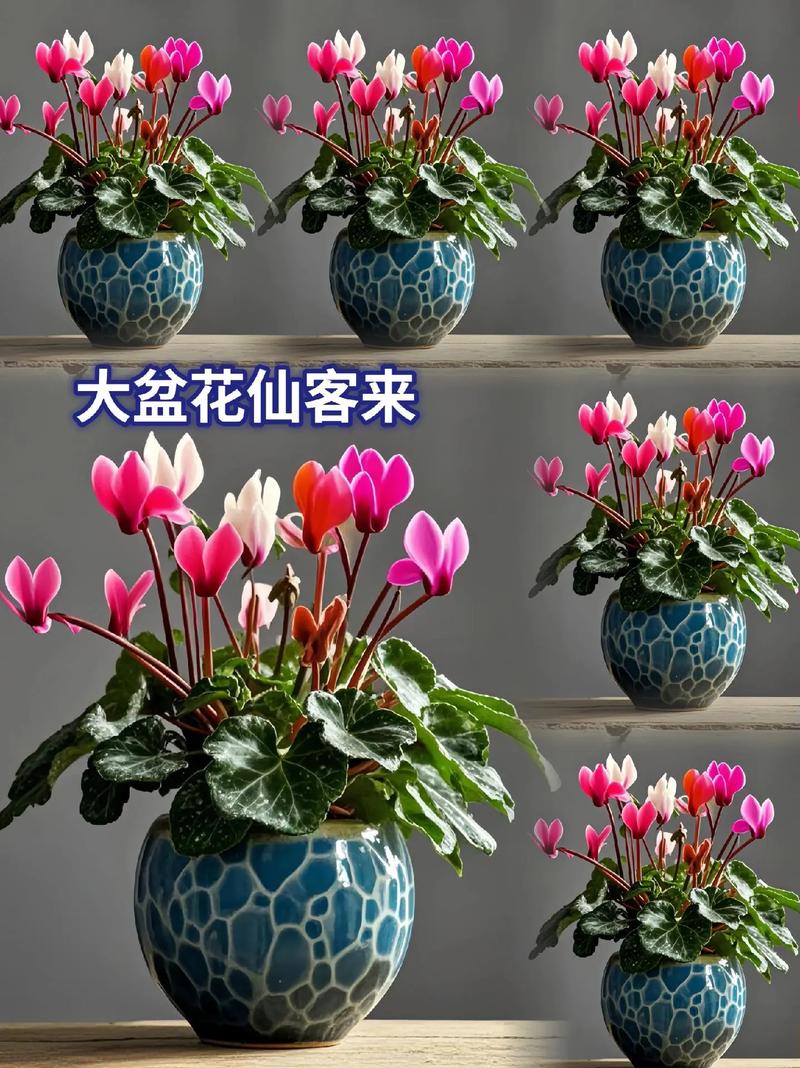 仙客来夏天怎么养？仙客来夏天养护？-第3张图片-优品飞百科