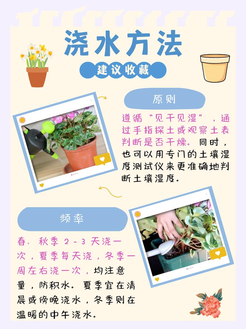 仙客来夏天怎么养？仙客来夏天养护？-第4张图片-优品飞百科