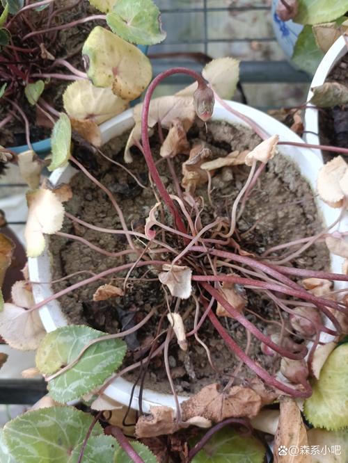 仙客来夏天怎么养？仙客来夏天养护？-第5张图片-优品飞百科