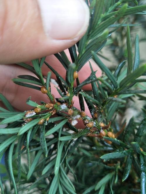 如何判断红豆杉死亡，怎么判断红豆杉的树龄？-第4张图片-优品飞百科