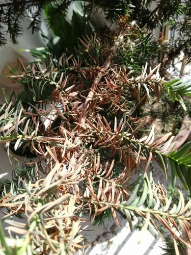 如何判断红豆杉死亡，怎么判断红豆杉的树龄？-第5张图片-优品飞百科