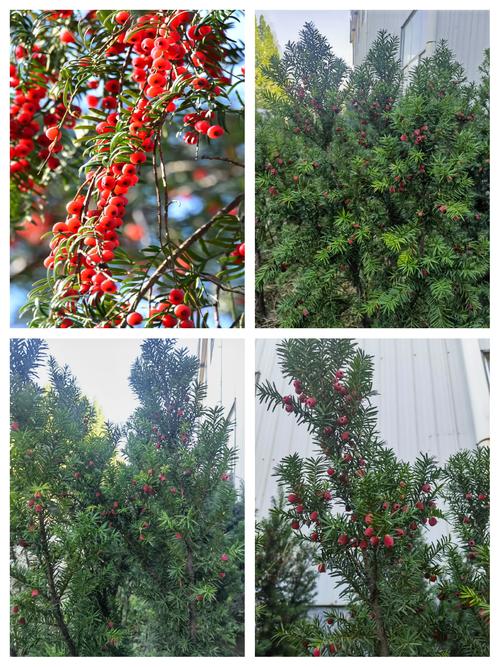 如何判断红豆杉死亡，怎么判断红豆杉的树龄？-第6张图片-优品飞百科