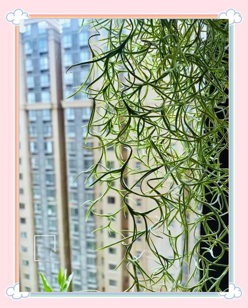 空气草怎么养？空气草怎么养靠吃空气就能养活!？