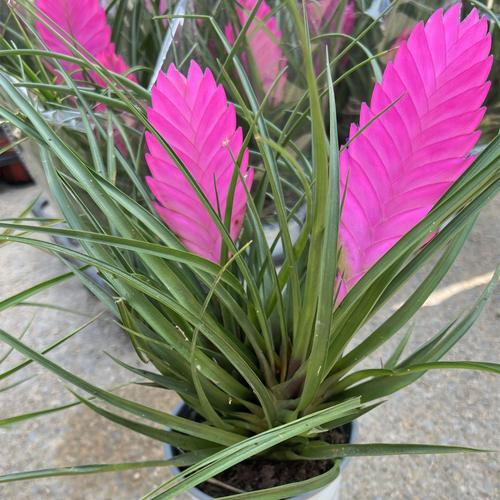 空气草怎么养？空气草怎么养靠吃空气就能养活!？-第2张图片-优品飞百科