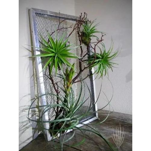 空气草怎么养？空气草怎么养靠吃空气就能养活!？-第3张图片-优品飞百科