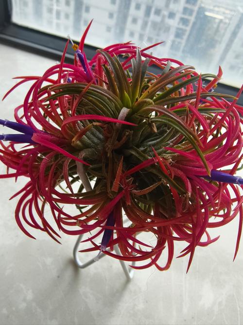 空气草怎么养？空气草怎么养靠吃空气就能养活!？-第6张图片-优品飞百科