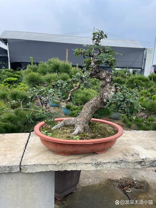 野外挖的榆树怎么栽，山上挖的榆树怎么上盆