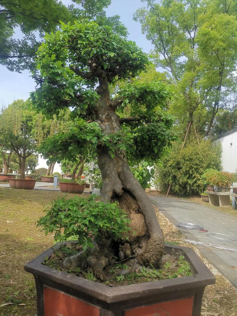 野外挖的榆树怎么栽，山上挖的榆树怎么上盆-第2张图片-优品飞百科