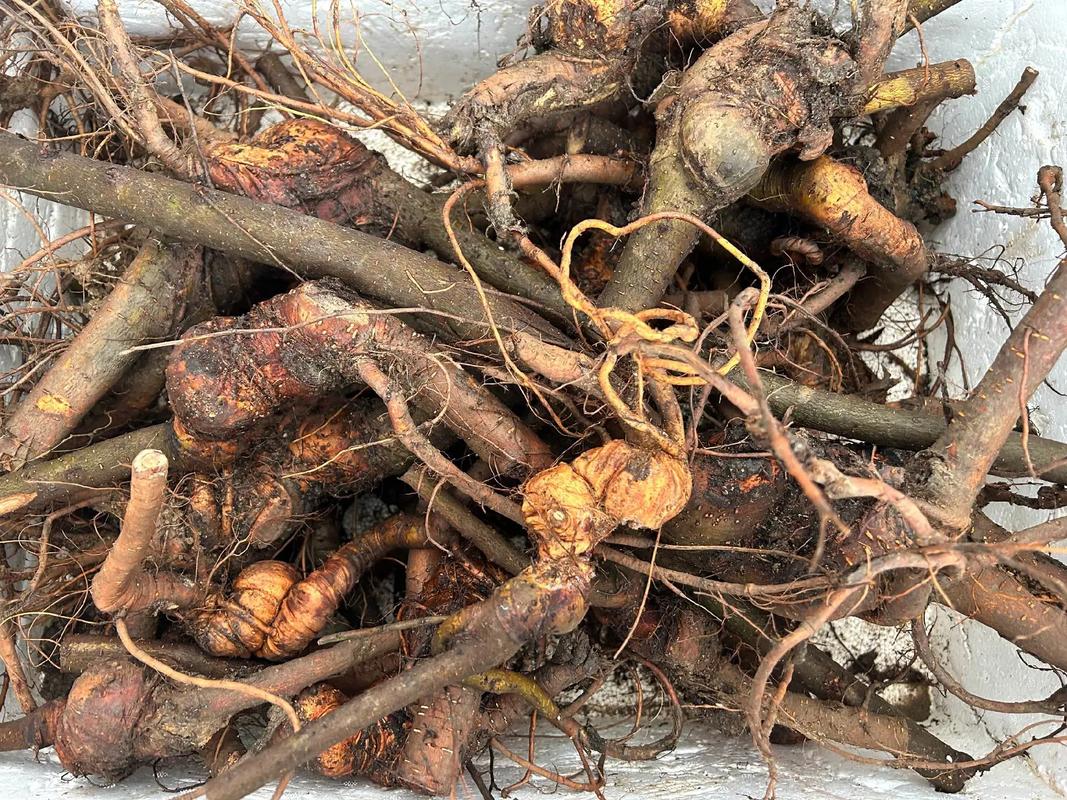 野外挖的榆树怎么栽，山上挖的榆树怎么上盆-第3张图片-优品飞百科