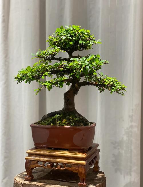 野外挖的榆树怎么栽，山上挖的榆树怎么上盆-第4张图片-优品飞百科