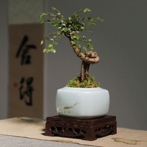 野外挖的榆树怎么栽，山上挖的榆树怎么上盆-第5张图片-优品飞百科