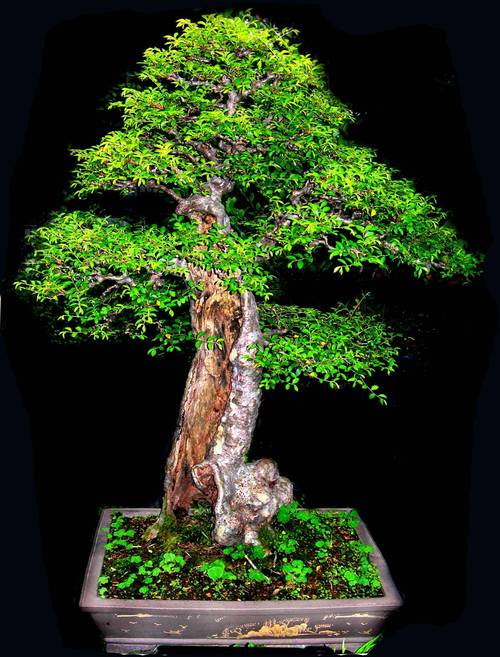 野外挖的榆树怎么栽，山上挖的榆树怎么上盆-第6张图片-优品飞百科