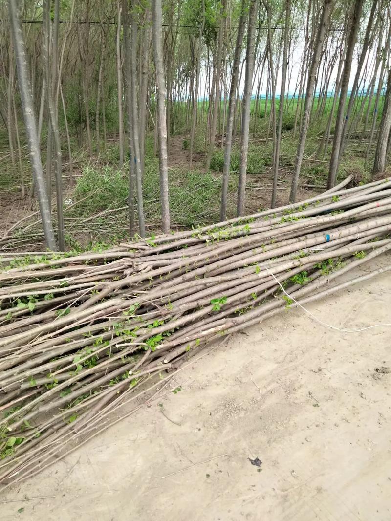 野外挖的榆树怎么栽，山上挖的榆树怎么上盆-第7张图片-优品飞百科