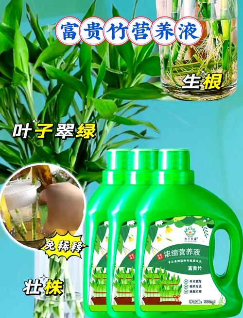 富贵竹营养液自制配方，富贵竹爱喝3种营养水？-第2张图片-优品飞百科