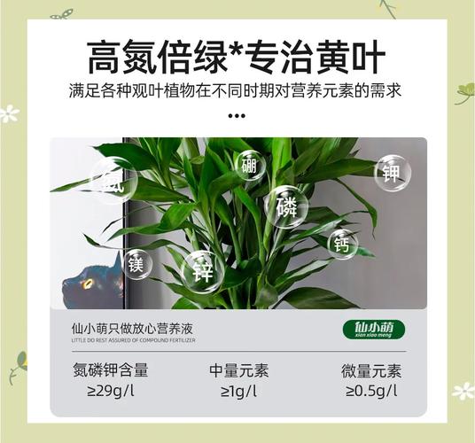 富贵竹营养液自制配方，富贵竹爱喝3种营养水？-第6张图片-优品飞百科