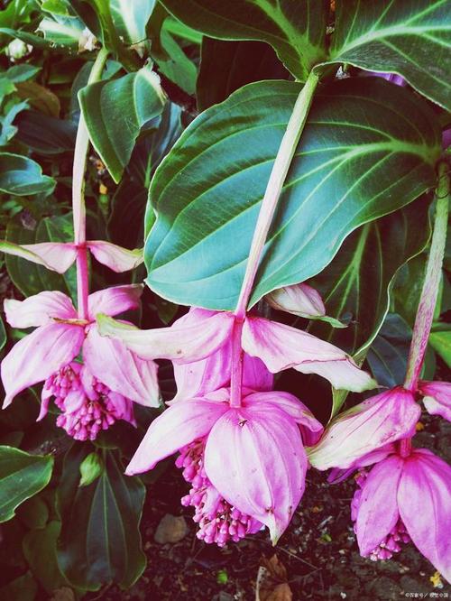 金脉单药花的繁殖方法，金脉花能放客厅吗?？