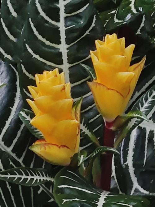 金脉单药花的繁殖方法，金脉花能放客厅吗?？-第3张图片-优品飞百科