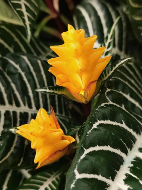 金脉单药花的繁殖方法，金脉花能放客厅吗?？-第4张图片-优品飞百科