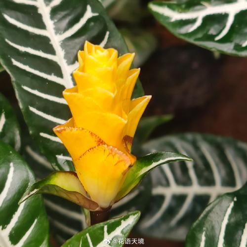 金脉单药花的繁殖方法，金脉花能放客厅吗?？-第6张图片-优品飞百科