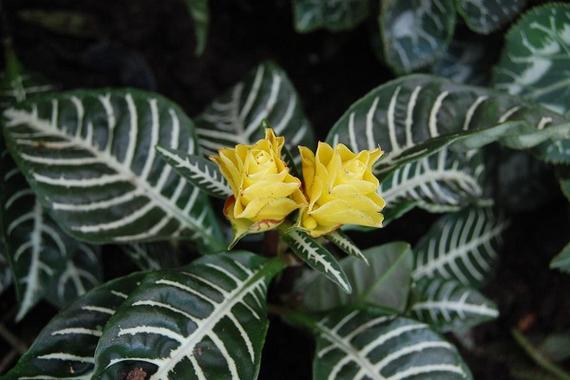 金脉单药花的繁殖方法，金脉花能放客厅吗?？-第7张图片-优品飞百科