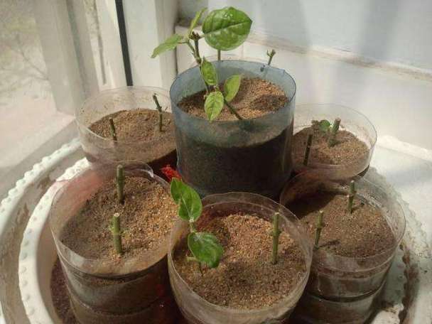 茉莉花能扦插吗，茉莉花可以扦插吗怎么样扦插？-第2张图片-优品飞百科