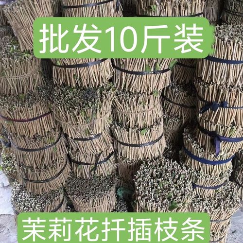 茉莉花能扦插吗，茉莉花可以扦插吗怎么样扦插？-第3张图片-优品飞百科