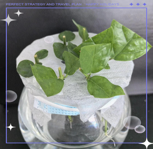 茉莉花能扦插吗，茉莉花可以扦插吗怎么样扦插？-第5张图片-优品飞百科