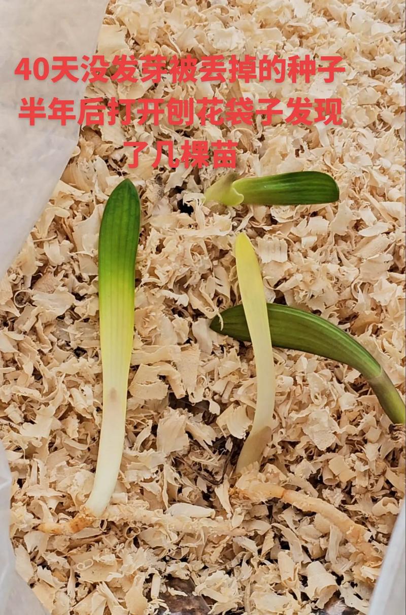 君子兰怎么种植方法？君孑兰怎么种植？