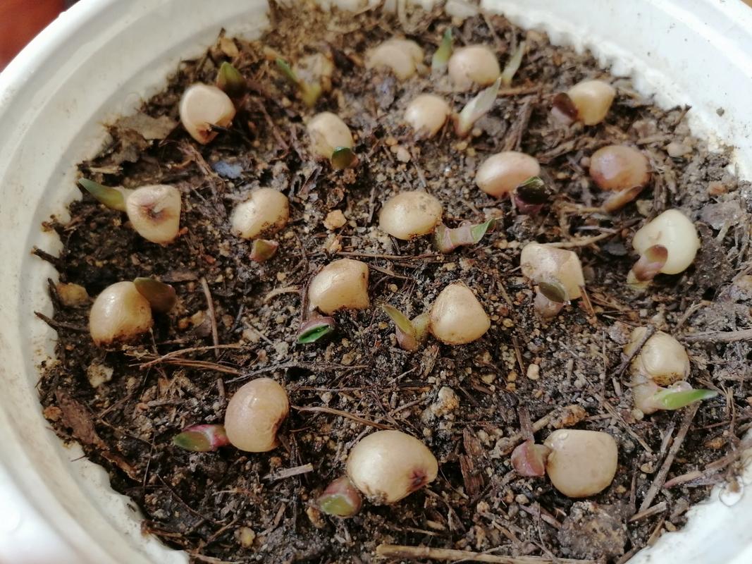 君子兰怎么种植方法？君孑兰怎么种植？-第2张图片-优品飞百科