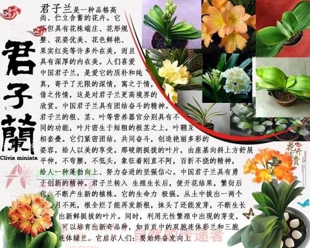 君子兰怎么种植方法？君孑兰怎么种植？-第3张图片-优品飞百科