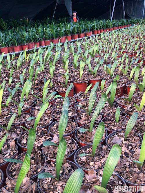 君子兰怎么种植方法？君孑兰怎么种植？-第5张图片-优品飞百科