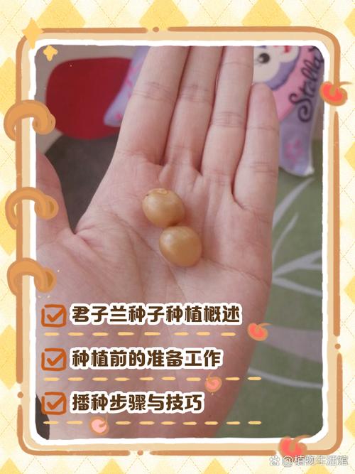 君子兰怎么种植方法？君孑兰怎么种植？-第6张图片-优品飞百科