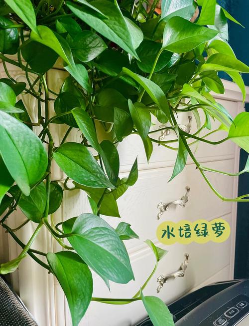 如何让绿萝快速生根？绿萝直接剪了泡水里几天生根？