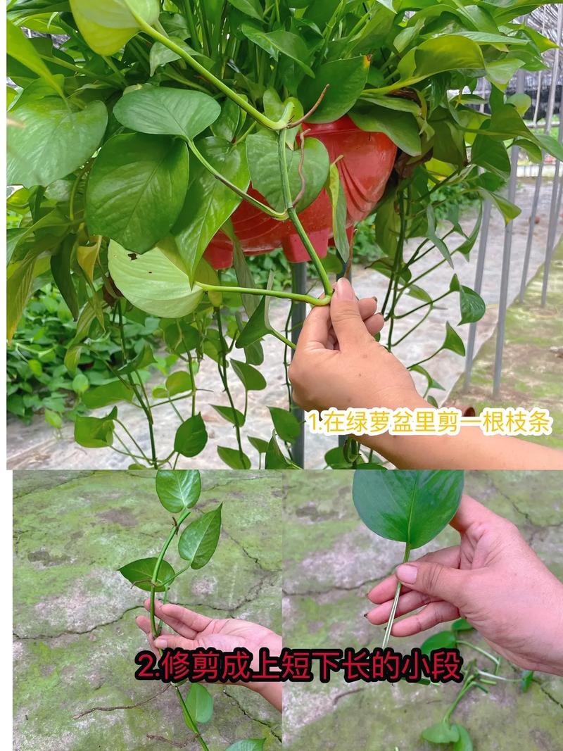 如何让绿萝快速生根？绿萝直接剪了泡水里几天生根？-第2张图片-优品飞百科