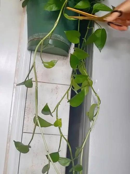 如何让绿萝快速生根？绿萝直接剪了泡水里几天生根？-第4张图片-优品飞百科