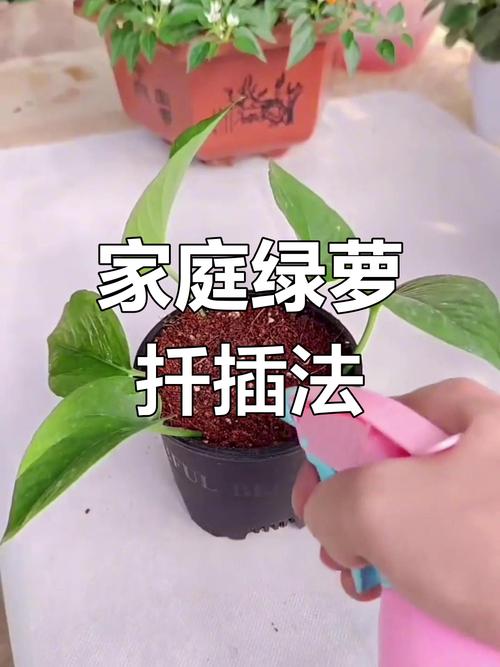 如何让绿萝快速生根？绿萝直接剪了泡水里几天生根？-第5张图片-优品飞百科