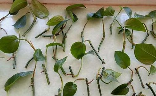 如何让绿萝快速生根？绿萝直接剪了泡水里几天生根？-第6张图片-优品飞百科