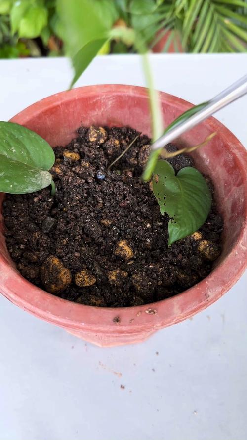 如何让绿萝快速生根？绿萝直接剪了泡水里几天生根？-第7张图片-优品飞百科