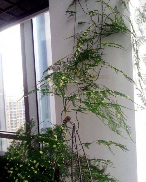 15年的文竹养成精，几年的文竹可以长种子？-第2张图片-优品飞百科