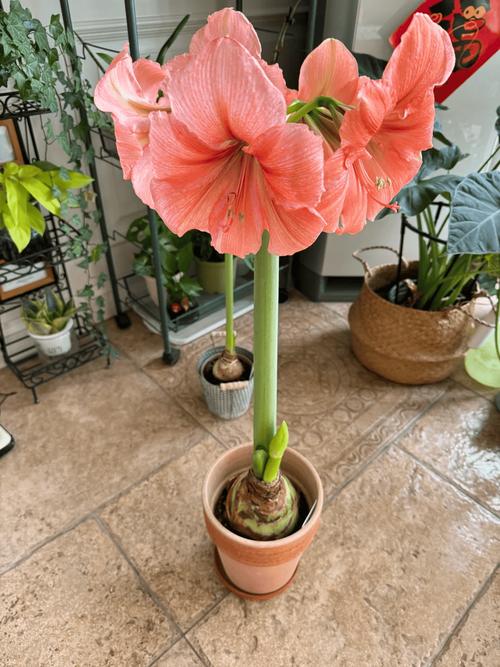 15年的文竹养成精，几年的文竹可以长种子？-第3张图片-优品飞百科