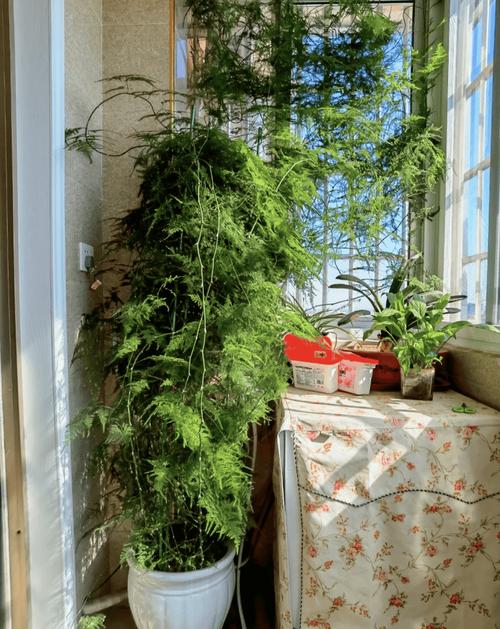 15年的文竹养成精，几年的文竹可以长种子？-第5张图片-优品飞百科