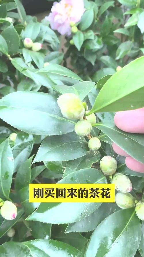茶花有花苞为什么不开，茶花有花苞为什么不开花？-第2张图片-优品飞百科