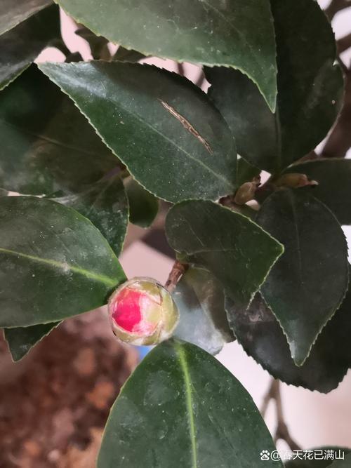 茶花有花苞为什么不开，茶花有花苞为什么不开花？-第3张图片-优品飞百科